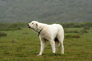 

Akbaş