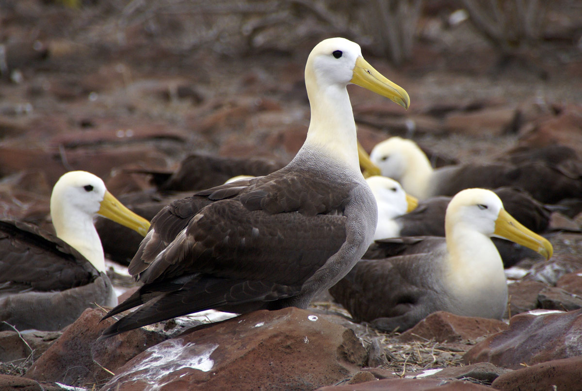 

Albatros