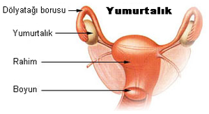 dölyatağı