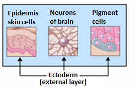 ektoderm