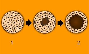 Blastula