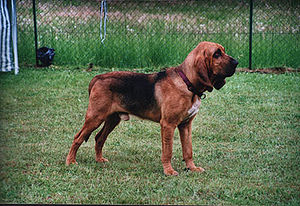 Bloodhound