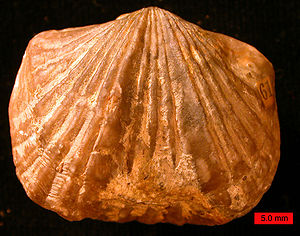 Branchiopoda