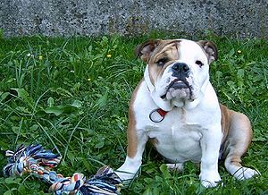 Bulldog