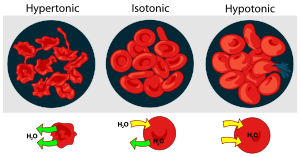 izotonik