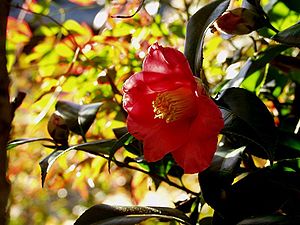 Camellia