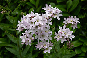 Campanula