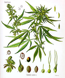 Cannabis