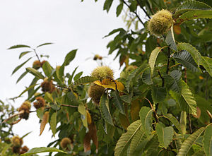 Castanea