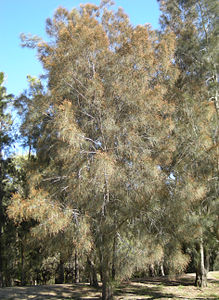 Casuarina