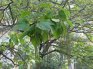 Catalpa