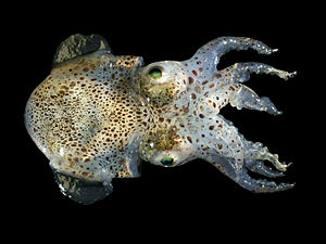 Cephalopoda