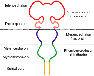 Cerebrum