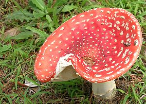 Amanita