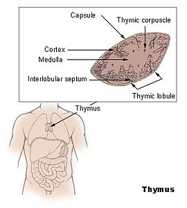 timüs