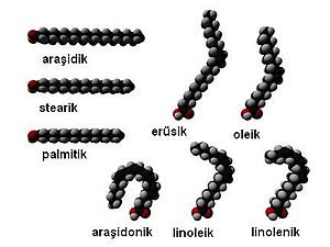 yağ asitleri