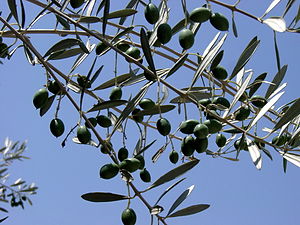 zeytin dalı