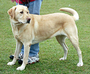 labrador köpeği