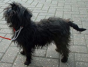 affenpinscher