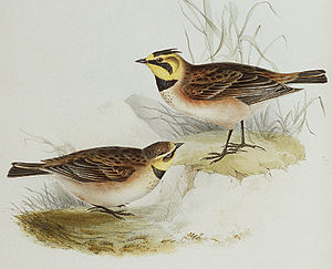 alaudidae