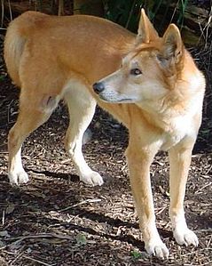 Dingo