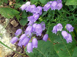 campanulaceae