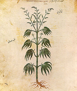 cannabis indica