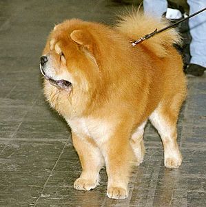 chow chow