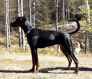 Doberman