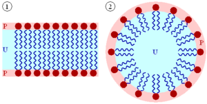 Lipid