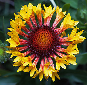 gaillardia