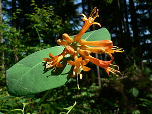 lonicera