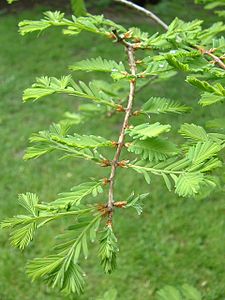 metasequoia