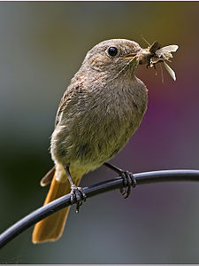 muscicapidae