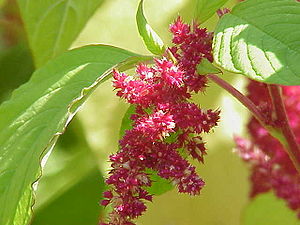 Amaranthus