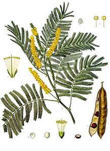 Acacia