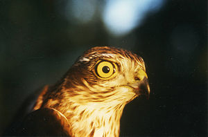 Accipiter