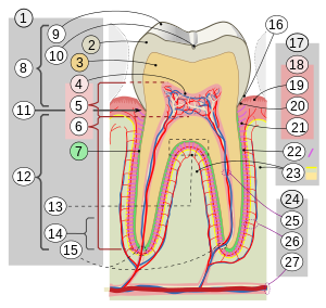 periodontium