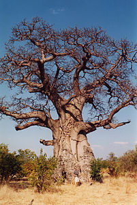 Adansonia