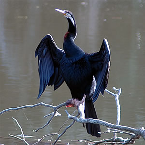 Anhinga