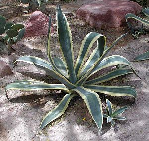 Agave