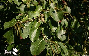 Alder