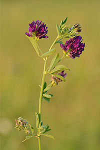 Alfalfa