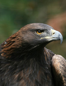 Aquila