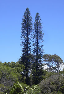 Araucaria