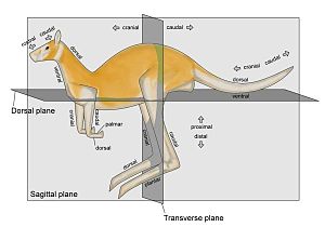 Anterior