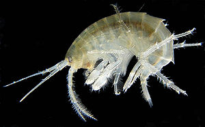 Amphipoda