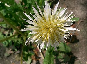 taraxacum