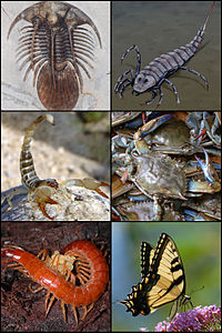 Arthropoda