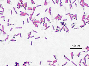 Bacillus